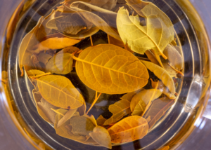 banho de boldo serve para quê? folhas de boldo em infusão